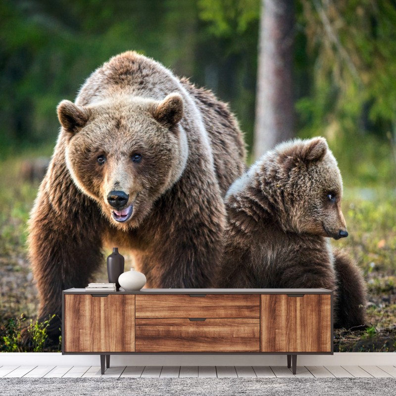 Fototapete braunbär mit jungem im wald – Wallnifity®