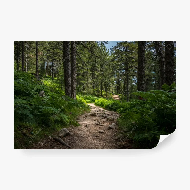 Fototapete ruhiger waldpfad durch üppiges grün