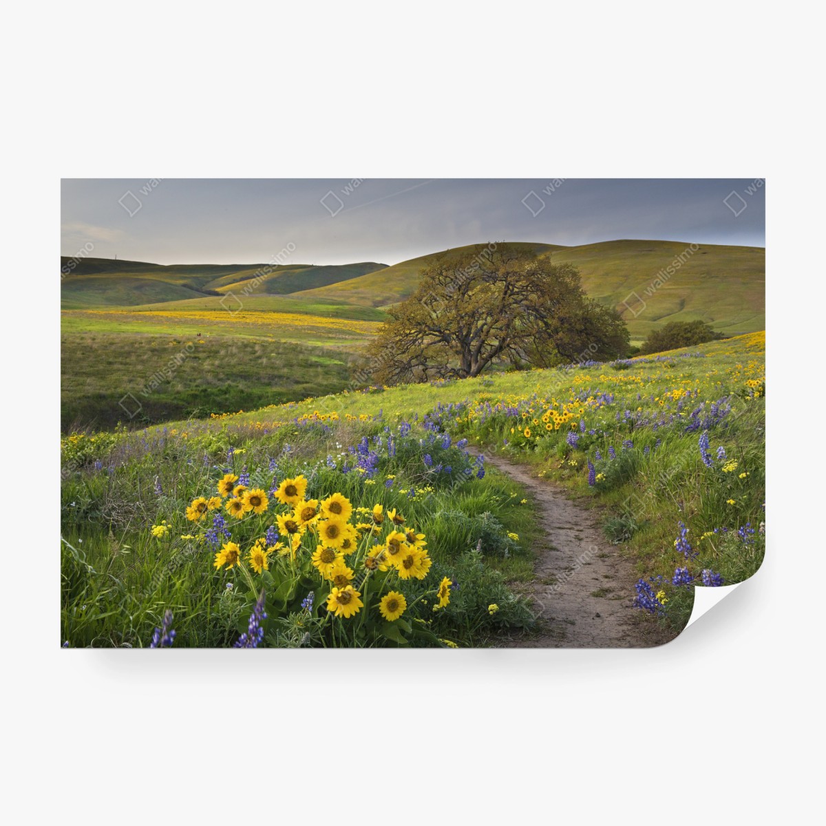 Fototapete pfad durch blumenwiese mit eichenbaum – Wallnifity®