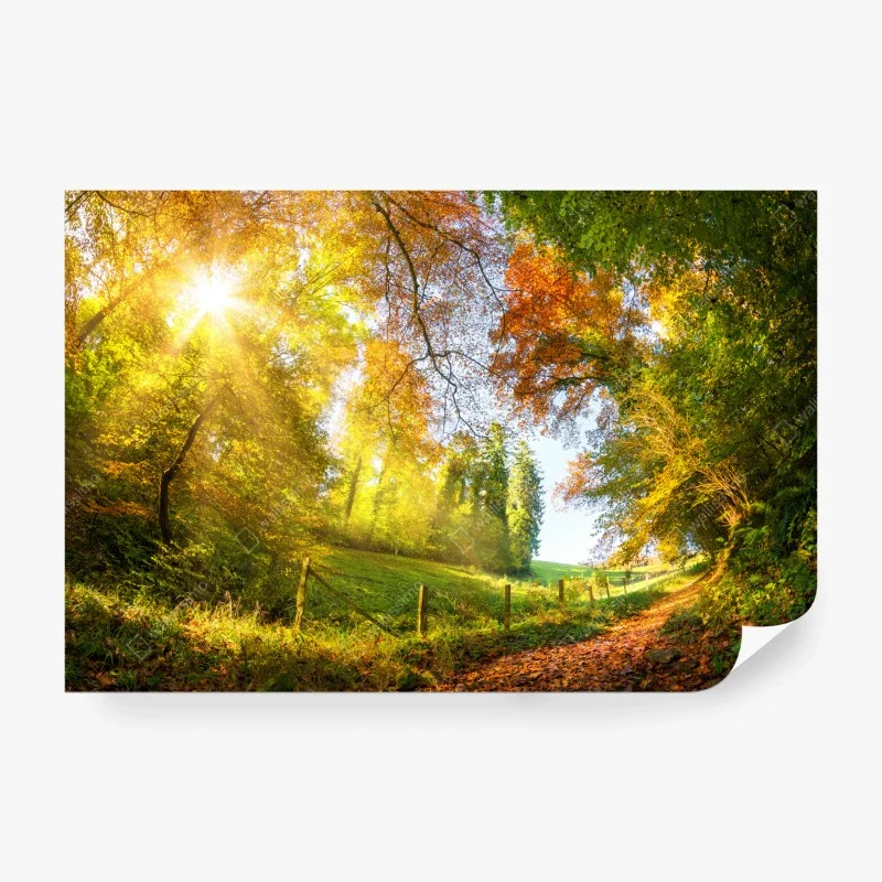 Fototapete goldener herbstwaldweg – Wallnifity®