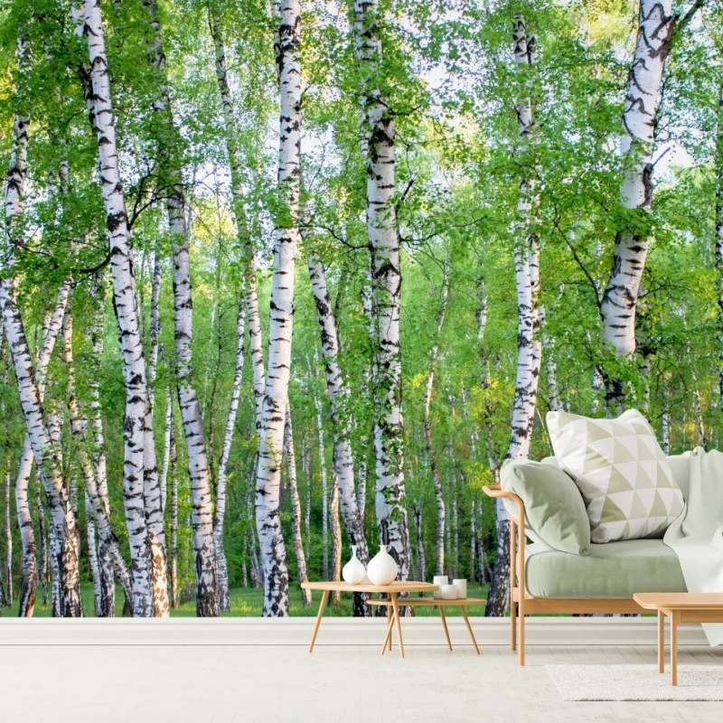 Fototapete ruhiger birkenhain im sommer – Wallnifity®