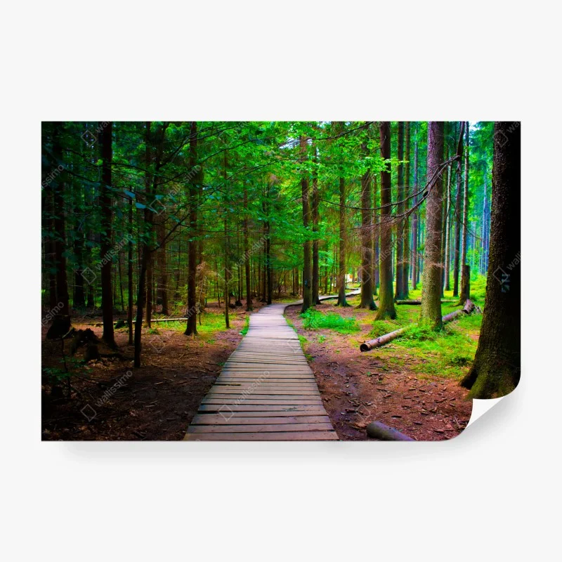 Fototapete ruhiger waldsteg im grünen