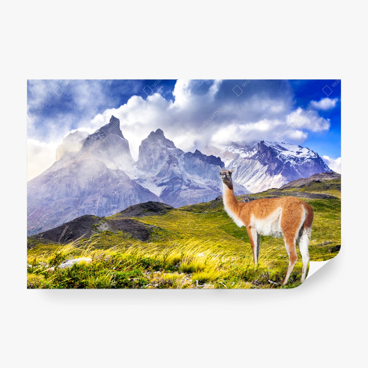 Fototapete Torres del Paine Patagonia landschaft mit guanako – Wallnifity®