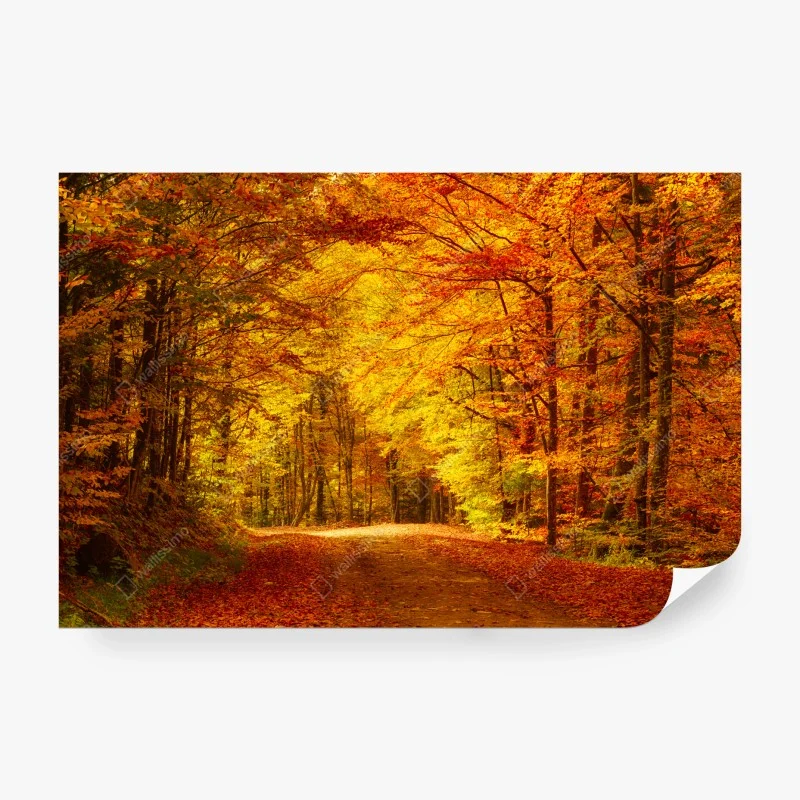 Fototapete goldener herbstwaldweg
