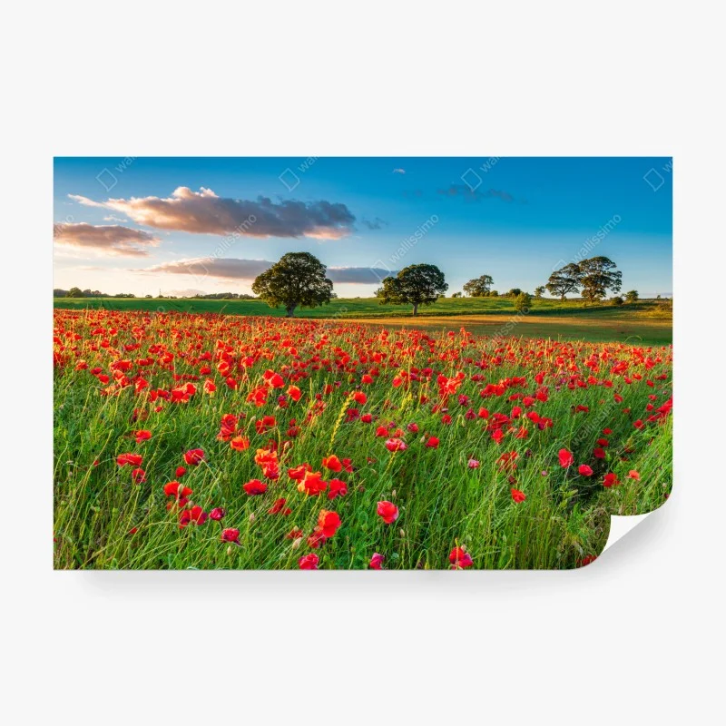 Fototapete rotes mohnfeld bei Corbridge