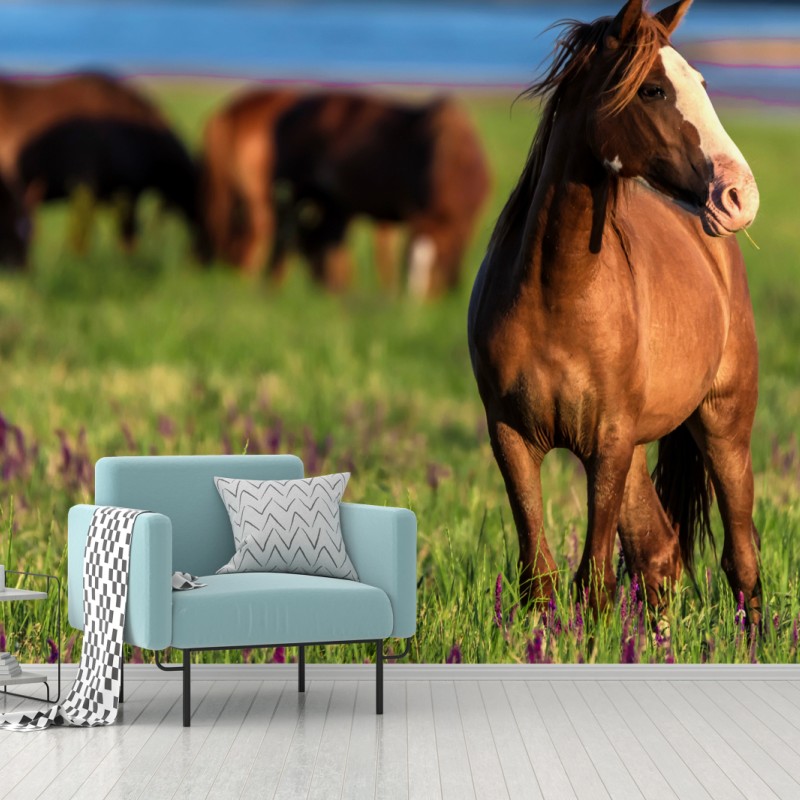 Fototapete majestätisches braunes pferd auf einer sonnenbeschienenen wiese – Wallnifity®