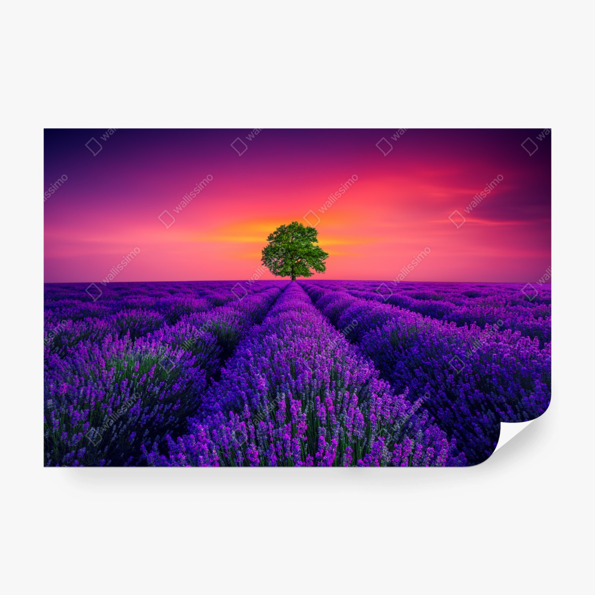 Fototapete lavendelfeld bei sonnenuntergang mit einsamem baum – Wallnifity®