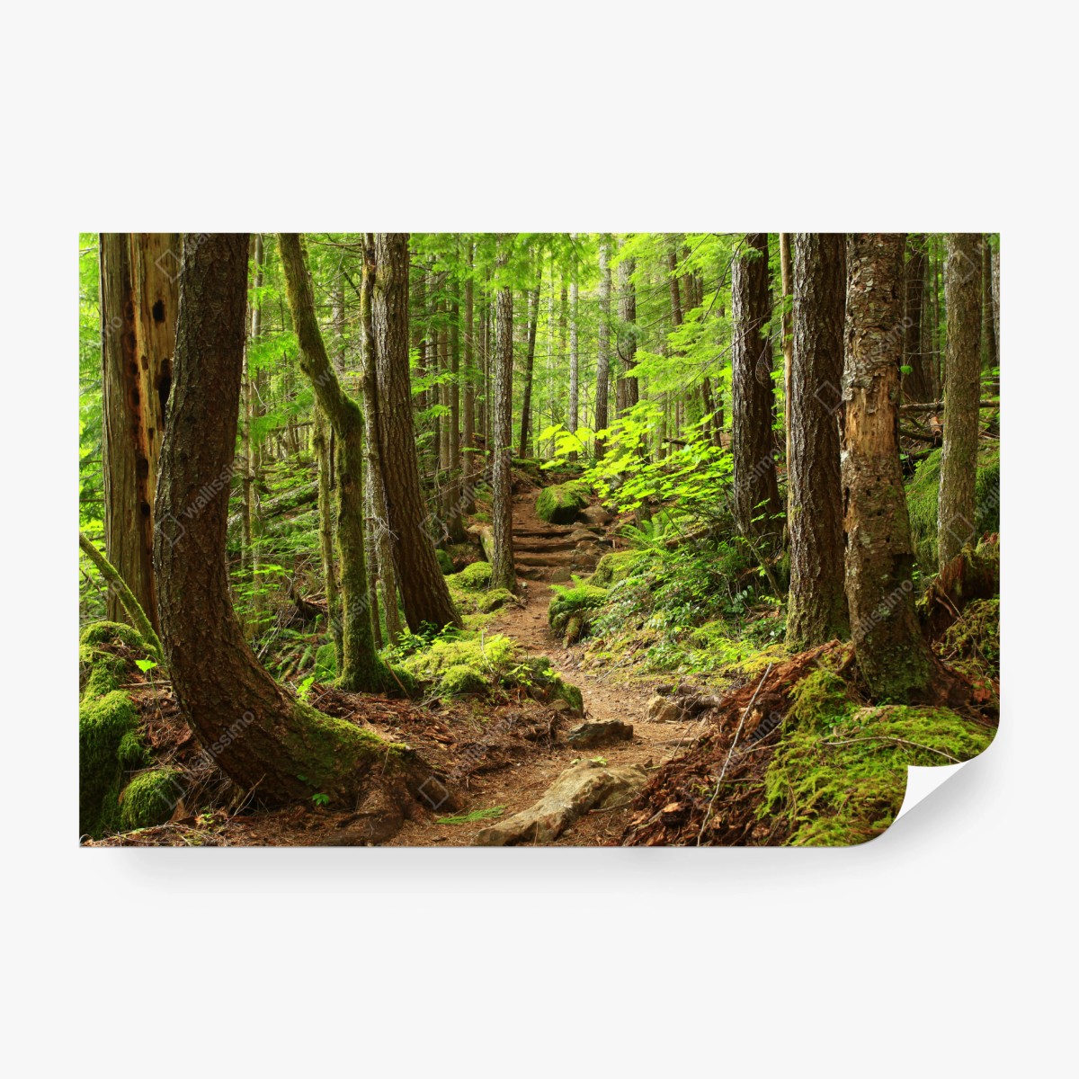 Fototapete moosiger waldpfad – Wallnifity®