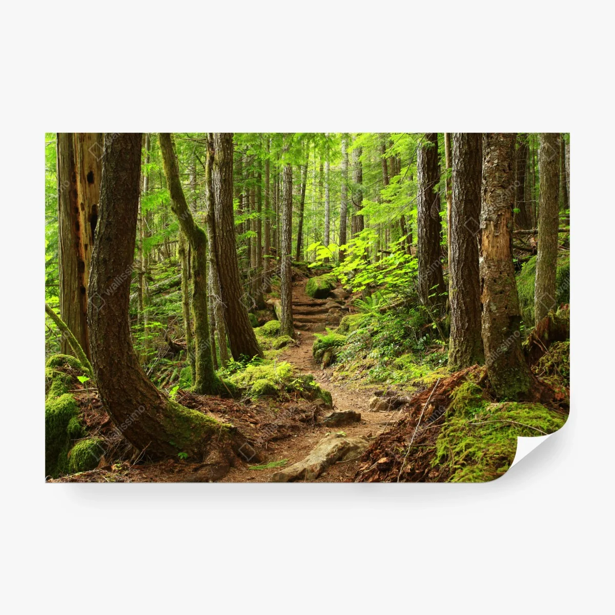 Fototapete moosiger waldpfad – Wallnifity® Fototapete moosiger waldpfad – Wallnifity®