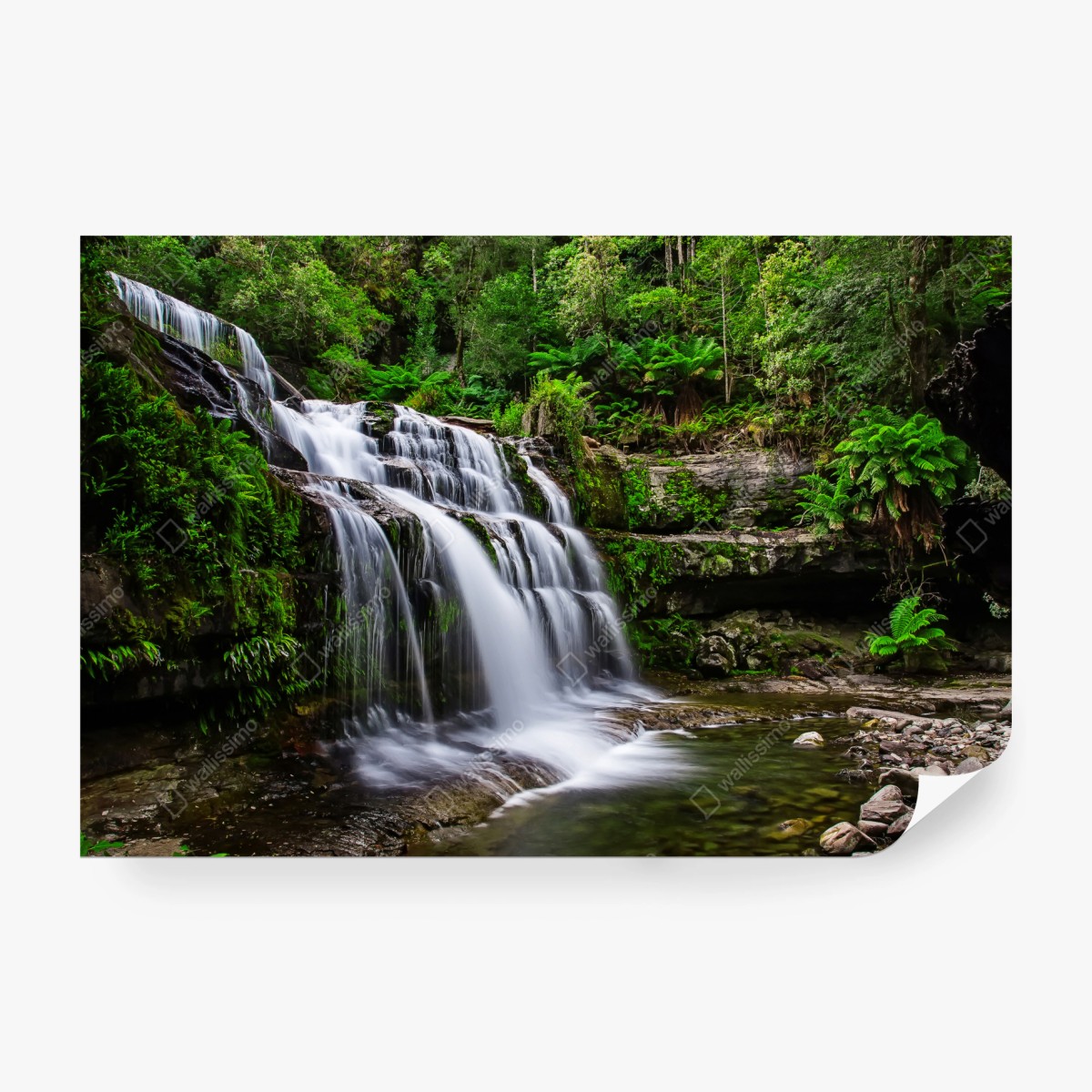 Fototapete wasserfall Liffey Falls im üppigen Regenwald von Tasmanien – Wallnifity®