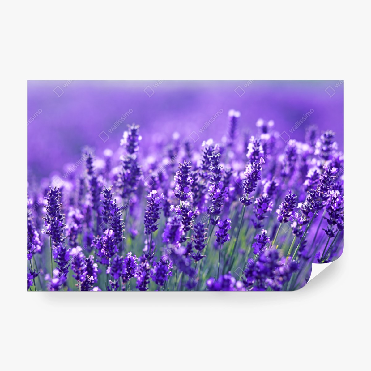 Fototapete lavendelfeld nahaufnahme – Wallnifity®