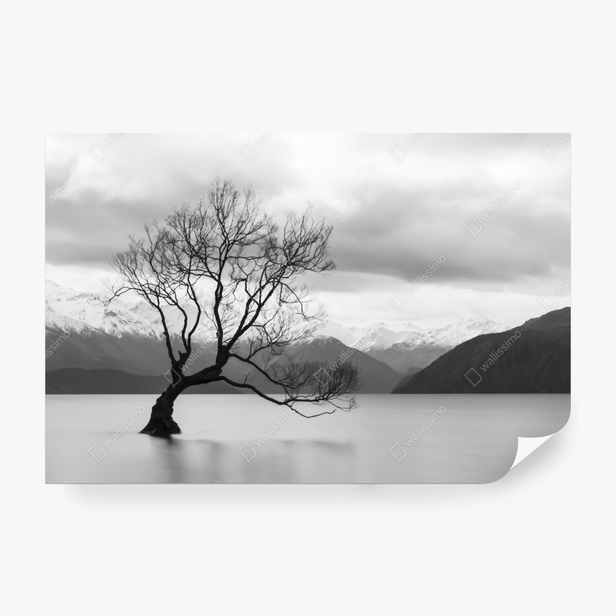 Fototapete einsamer baum im see in schwarzweiß – Wallnifity®