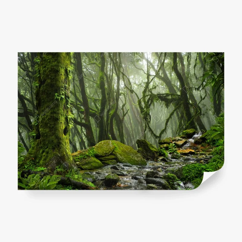 Fototapete moosiger wald mit bach im nebel – Wallnifity®