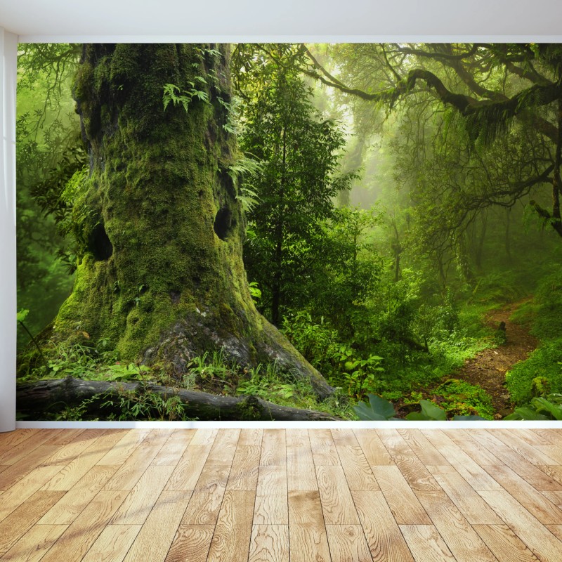 Fototapete moosiger alter waldpfad – Wallnifity®