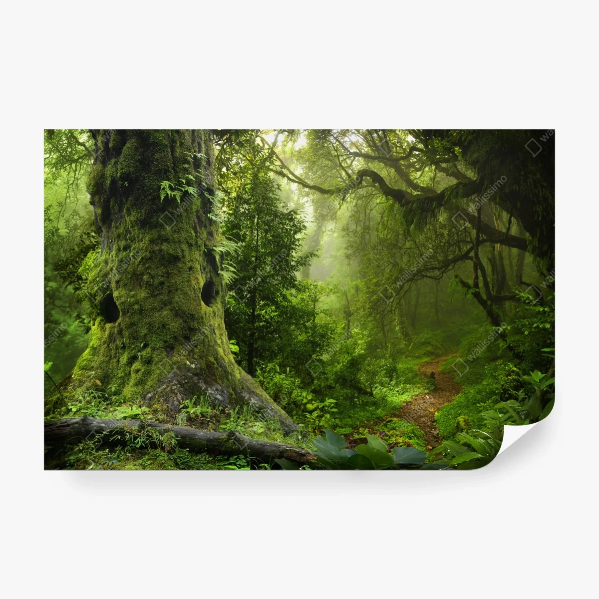 Fototapete moosiger alter waldpfad – Wallnifity® Fototapete moosiger alter waldpfad – Wallnifity®