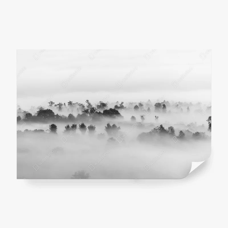 Fototapete nebliger wald in monochrom