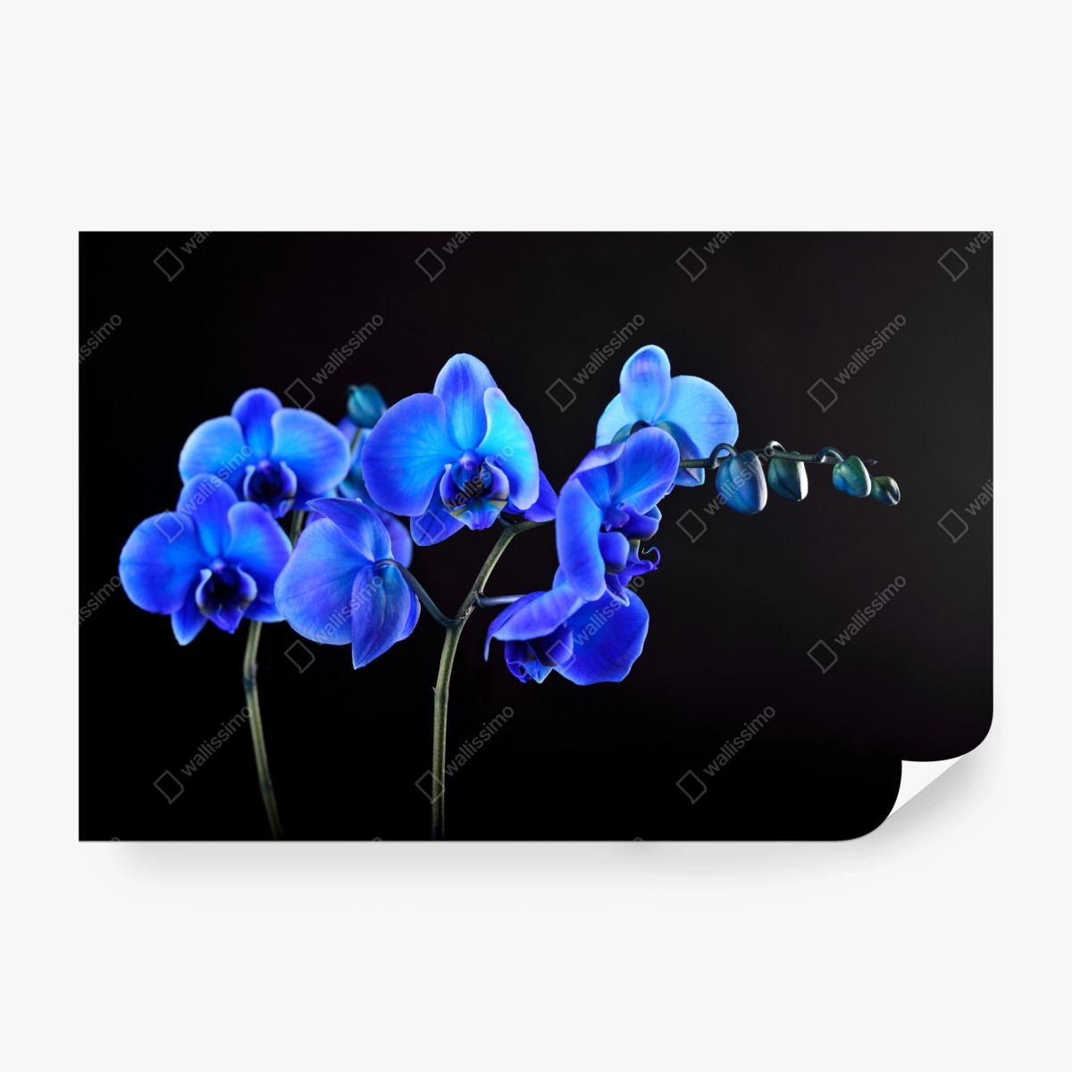 Fototapete leuchtende blaue orchidee vor schwarzem hintergrund – Wallnifity®