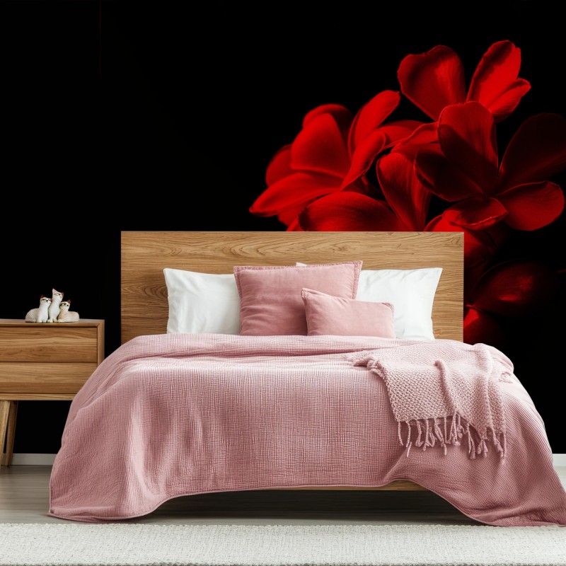 Fototapete rote plumeria auf schwarzem hintergrund – Wallnifity®