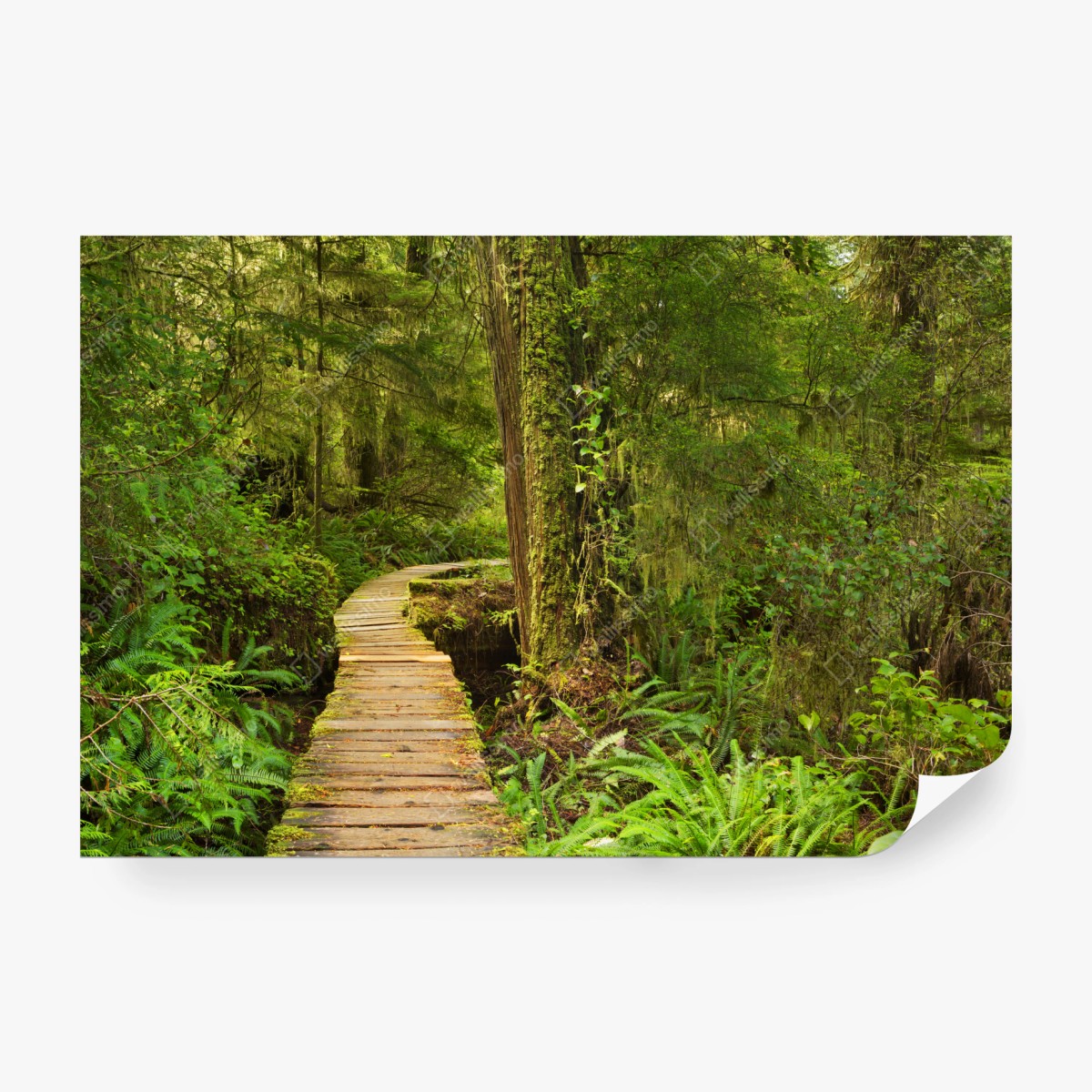 Fototapete steg im Pacific Rim regenwald – Wallnifity®