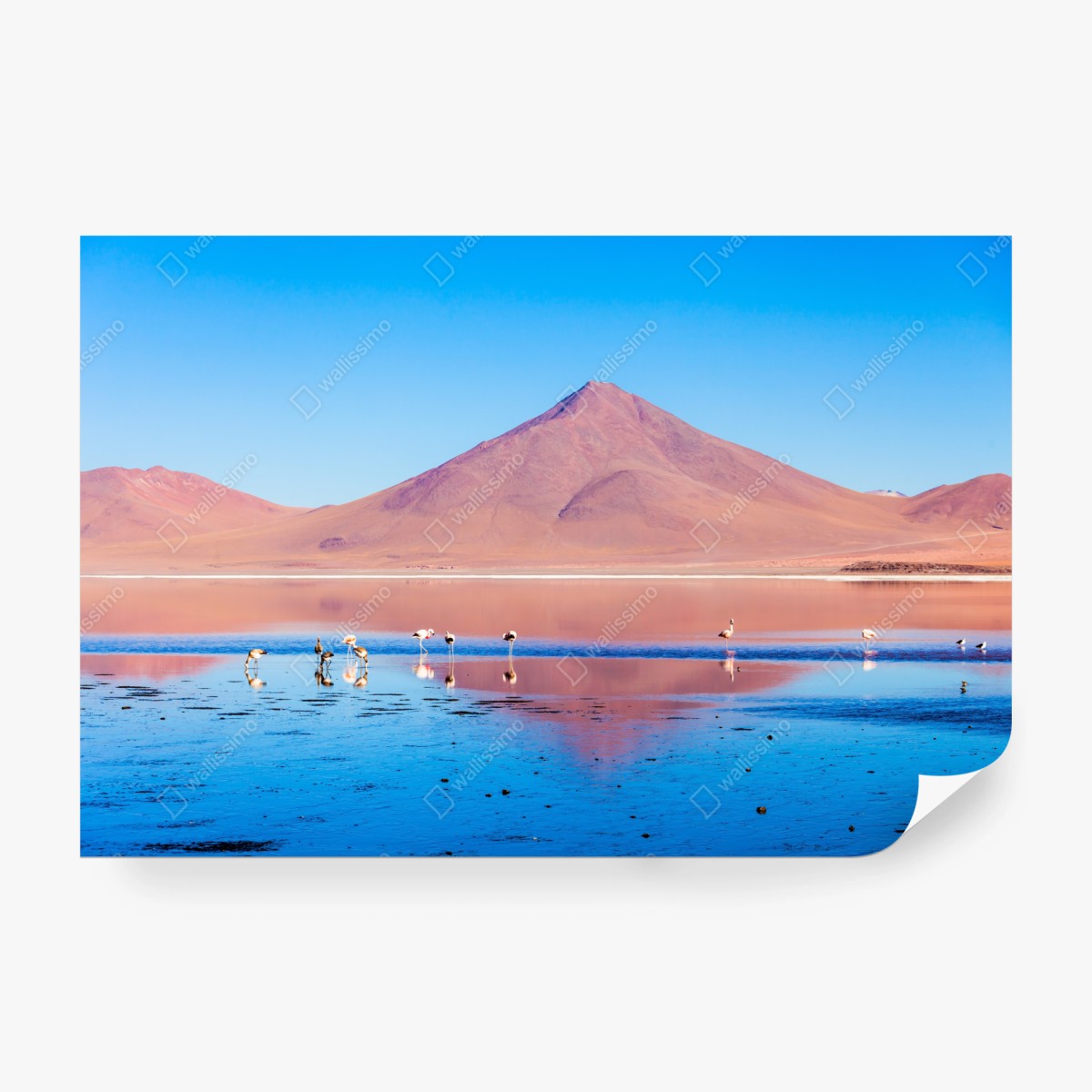 Fototapete flamingos am Laguna Colorada, Bolivien – Wallnifity®