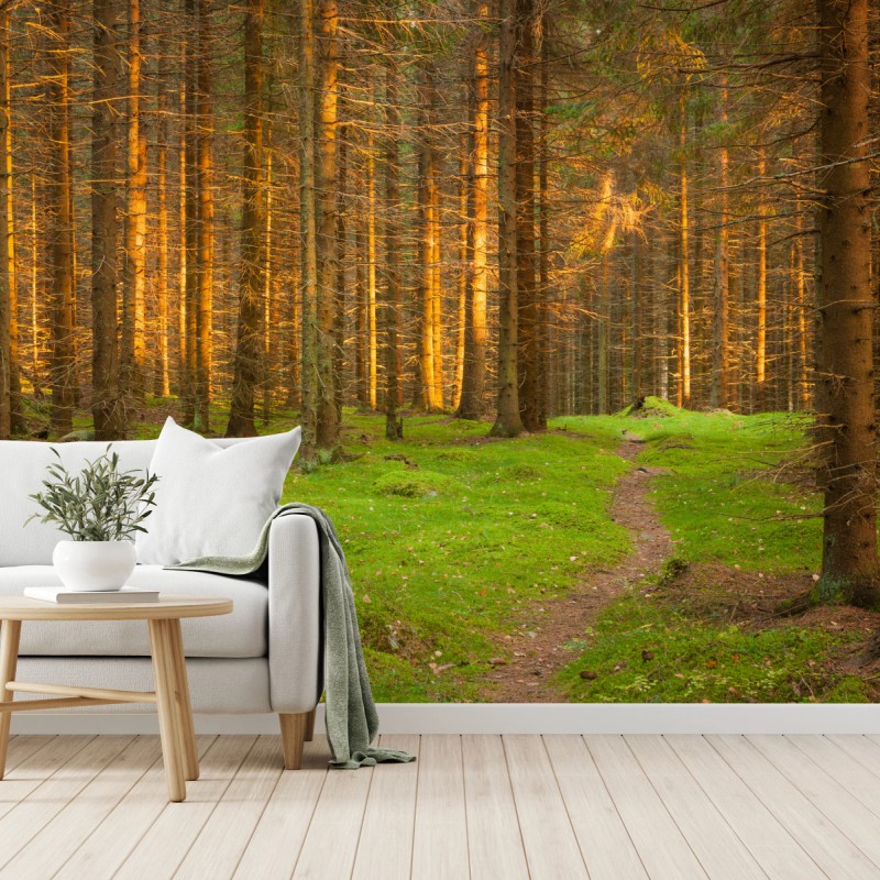 Fototapete goldenes licht im moosbedeckten kiefernwald – Wallnifity®