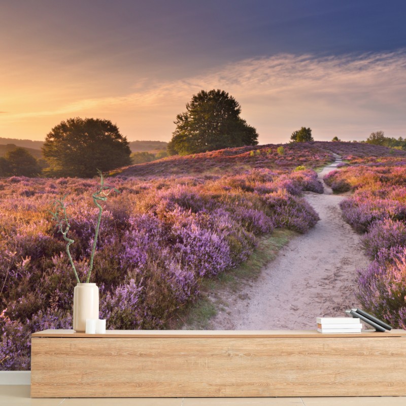 Fototapete Posbank bei sonnenaufgang über blühender heide – Wallnifity®