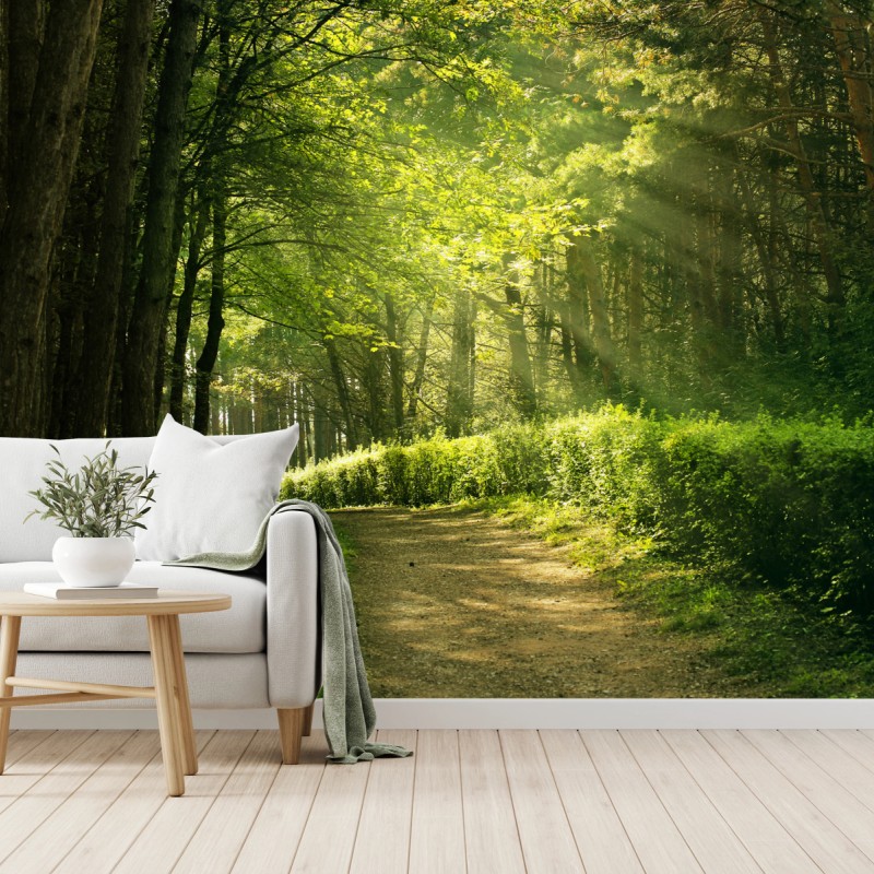 Fototapete sonnenbeschienener waldpfad im grünen – Wallnifity®