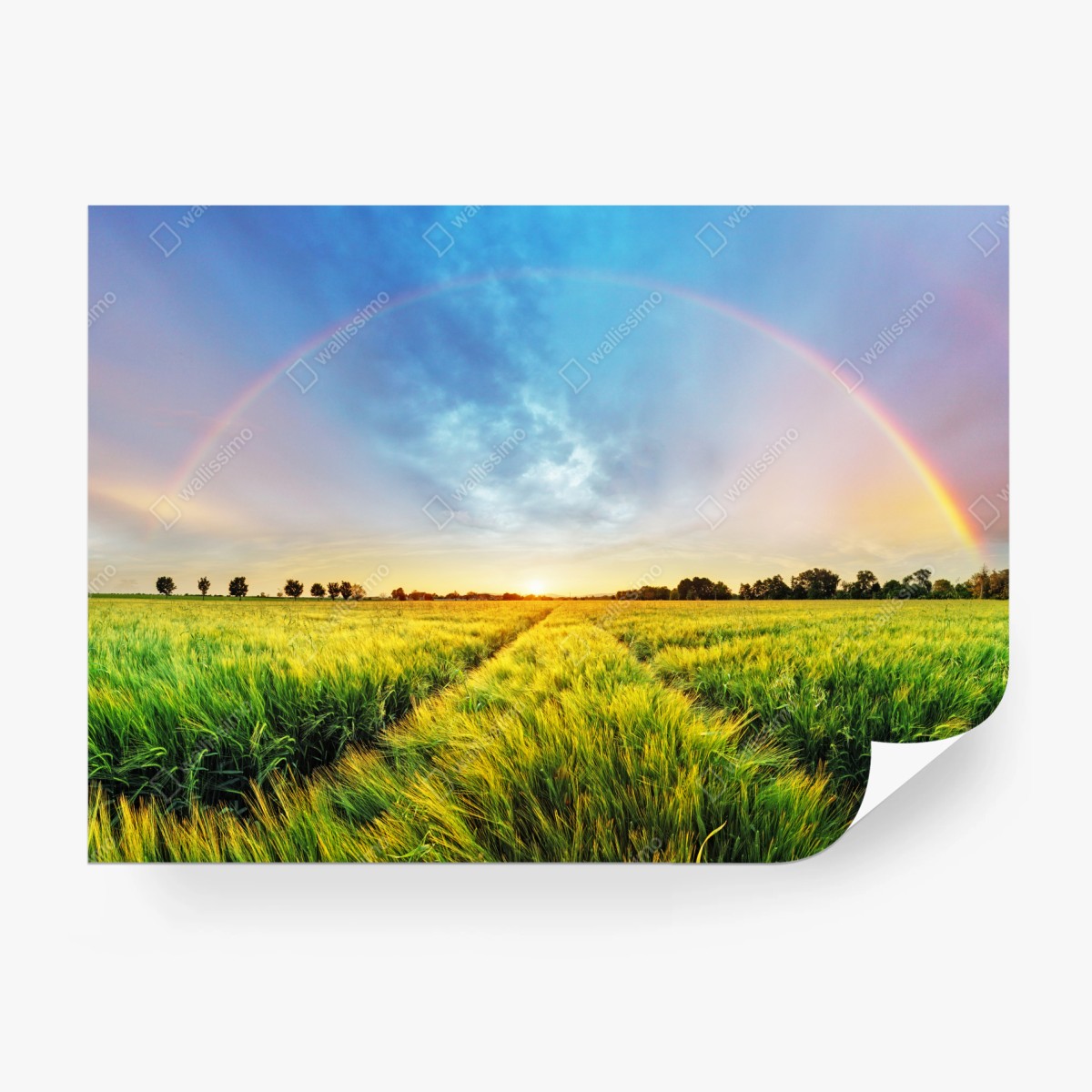Fototapete regenbogen über goldenem weizenfeld bei sonnenuntergang – Wallnifity®