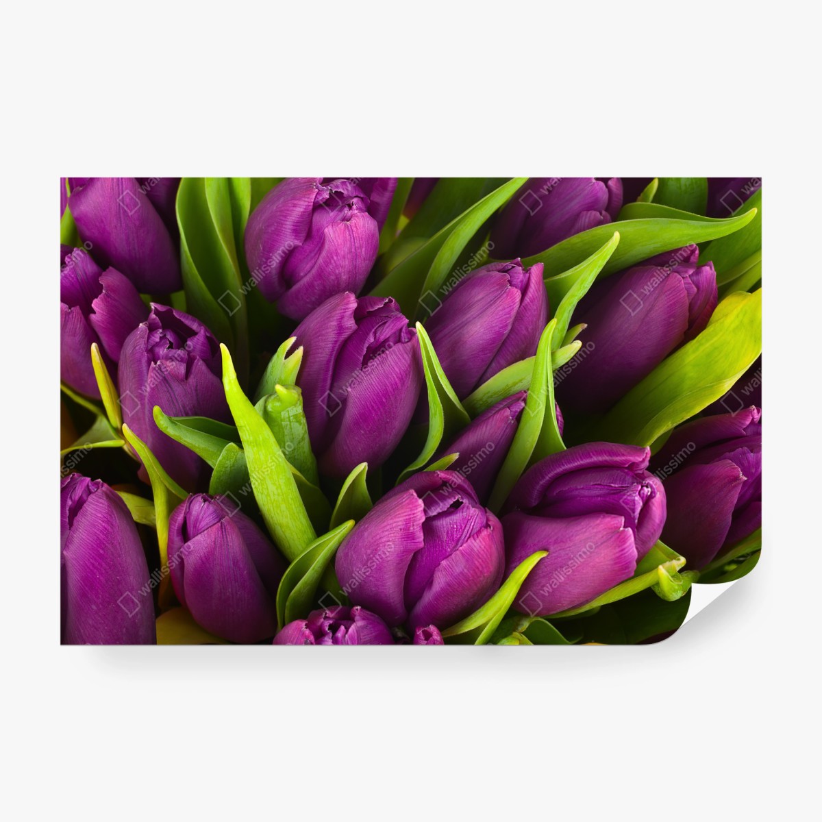 Fototapete lila tulpen im bukett – Wallnifity®