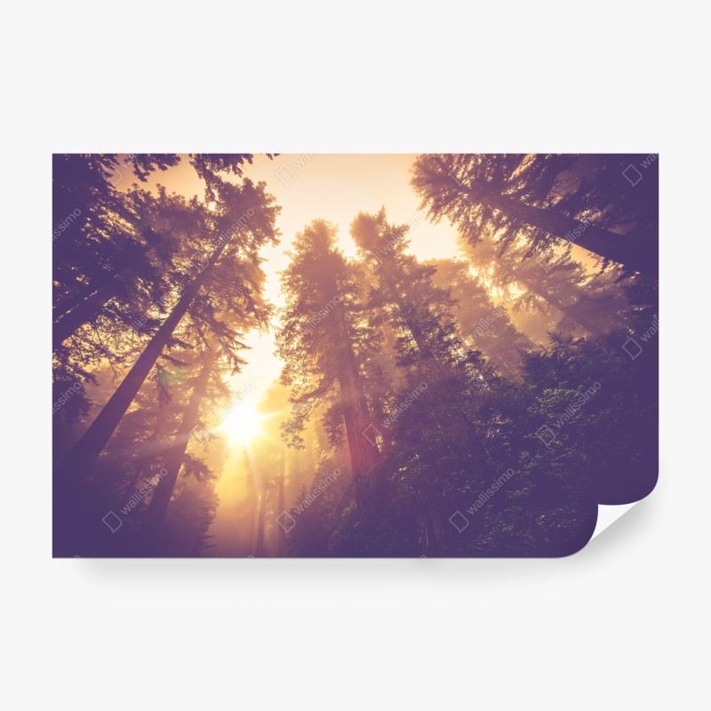 Fototapete spatz auf einer sonnenblume – Wallnifity®