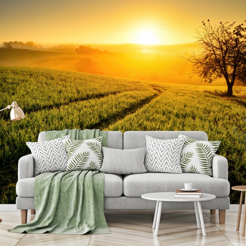 Fototapete sonnenbeschienene wiese im frühlicht – Wallnifity®