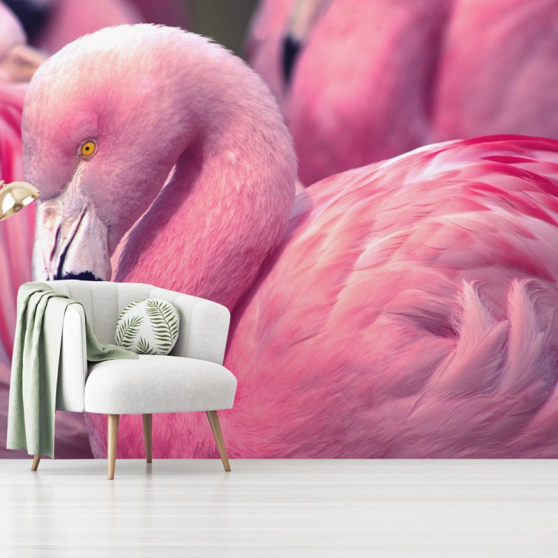 Fototapete rosa flamingo nahaufnahme – Wallnifity®
