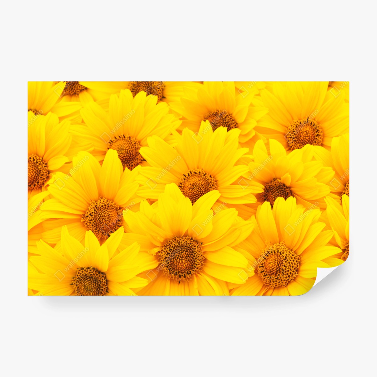 Fototapete leuchtende gelbe sonnenblumen in nahaufnahme – Wallnifity®