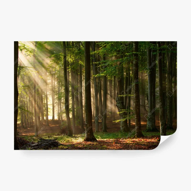 Fototapete morgendliches licht im buchenwald