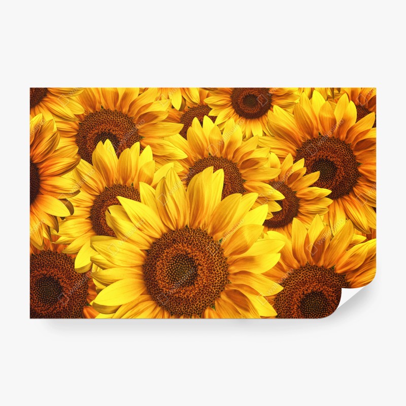 Fototapete goldene sonnenblumen