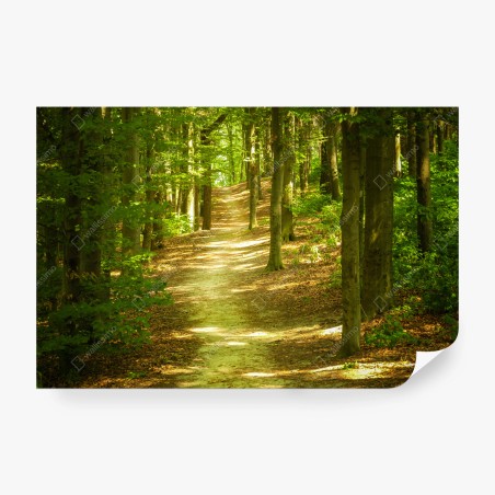 Fototapete sonniger waldpfad – Wallnifity®