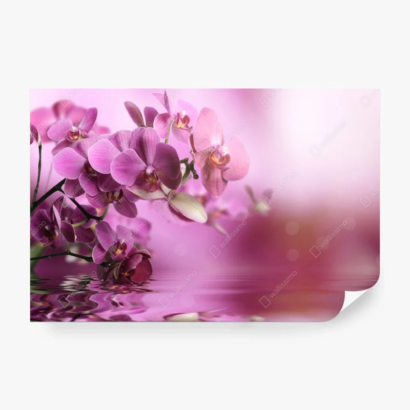 Fototapete rosa orchideen spiegelung