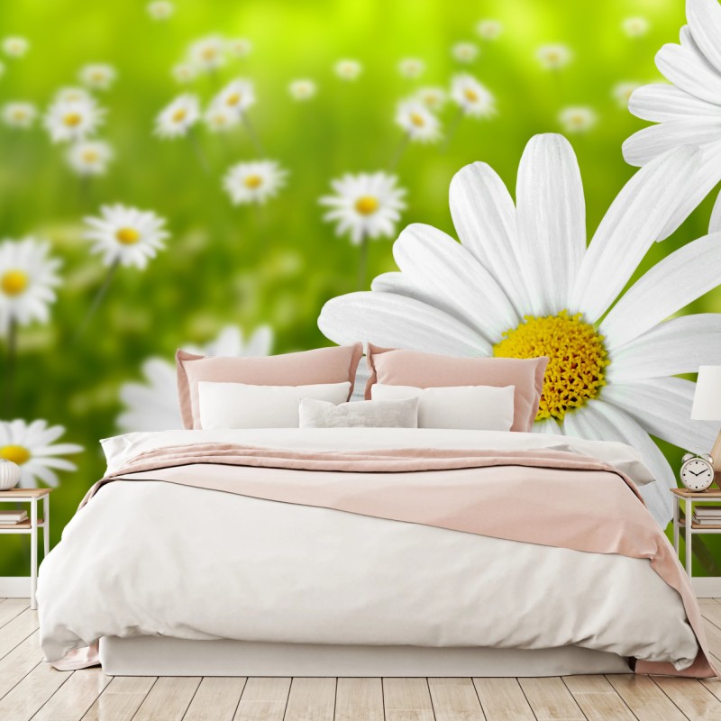 Fototapete weiße gänseblümchen auf der wiese – Wallnifity®
