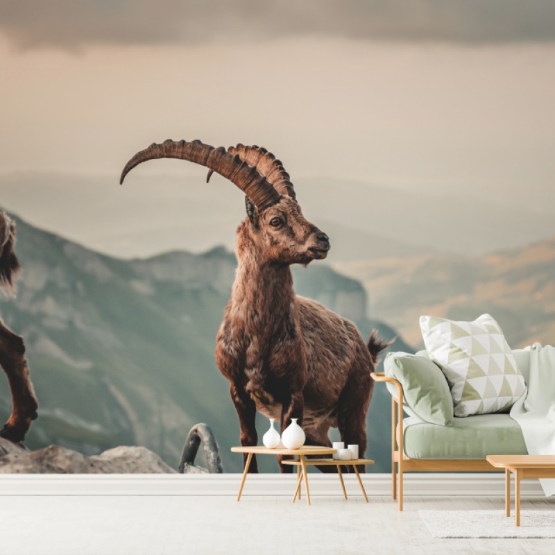 Fototapete alpensteinbock auf felsigem kamm – Wallnifity®