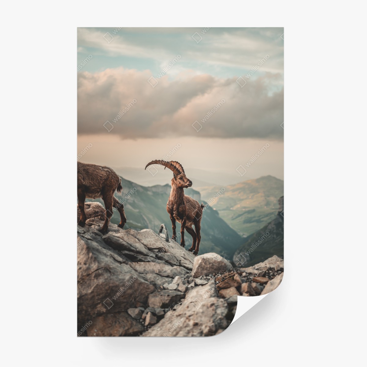 Fototapete alpensteinbock auf felsigem kamm – Wallnifity®