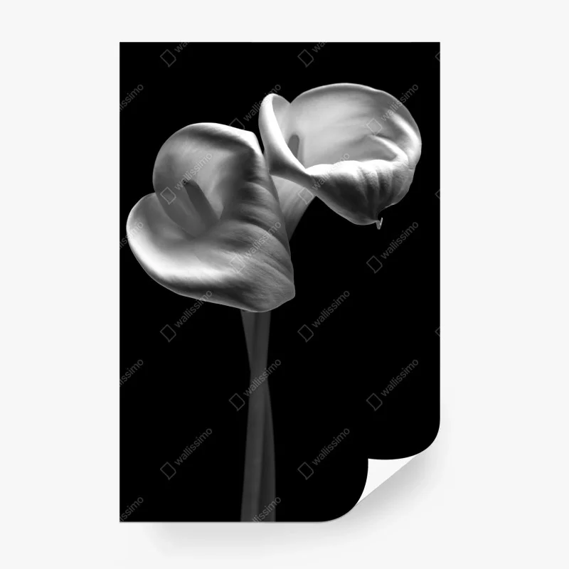 Fototapete elegante calla-blüten in monochrom