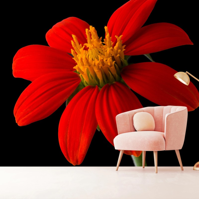 Fototapete leuchtende mexikanische sonnenblume auf schwarzem hintergrund – Wallnifity®