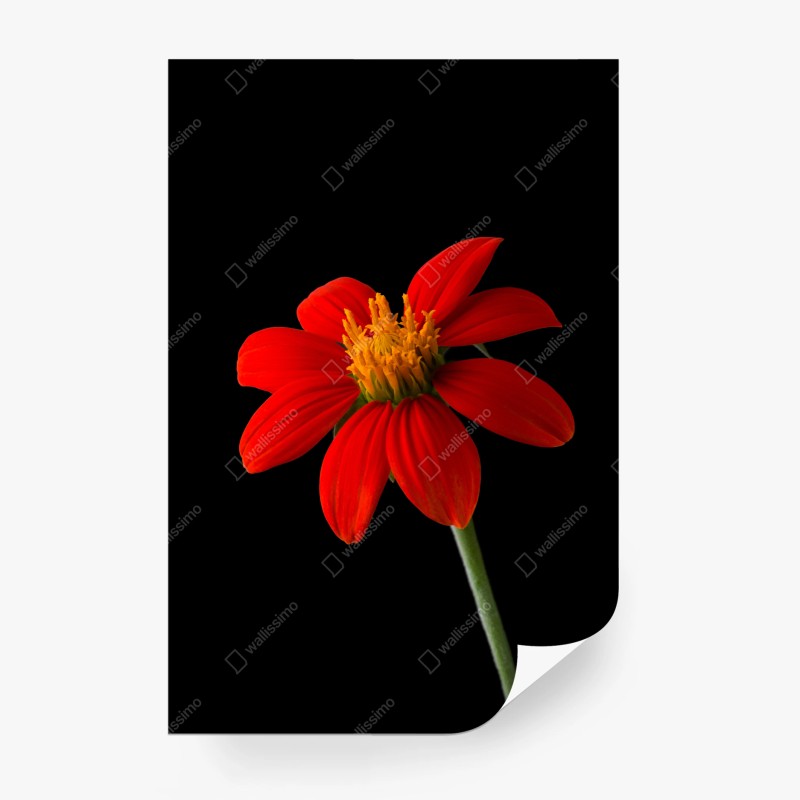 Fototapete goldene lotosblüten auf grünem hintergrund – Wallnifity®