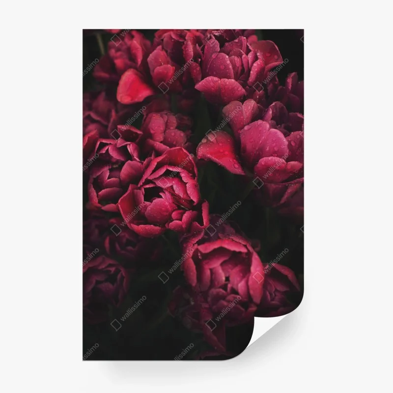 Fototapete tiefrote blüten mit wassertropfen