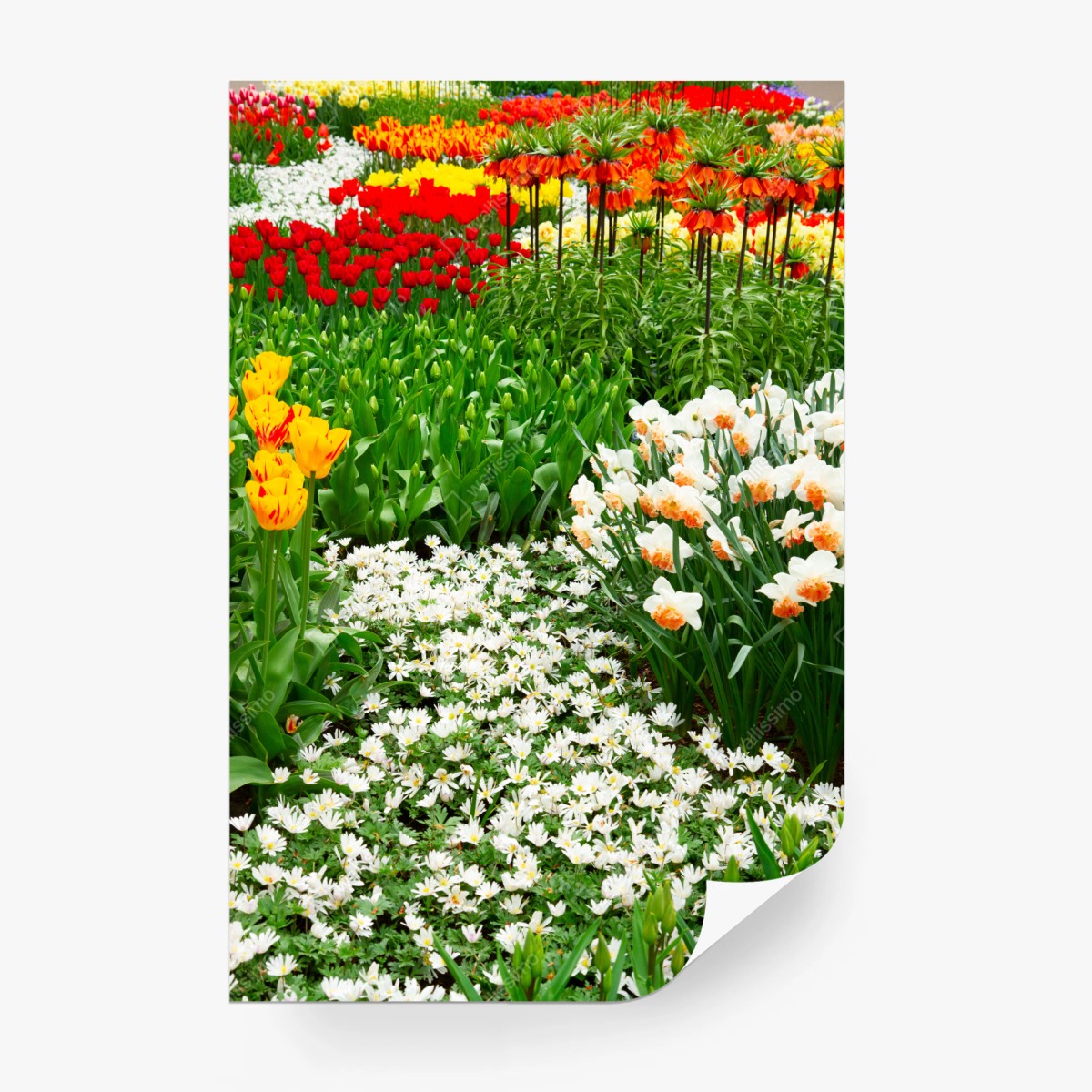 Fototapete lebendiger frühlingsblumengarten – Wallnifity®