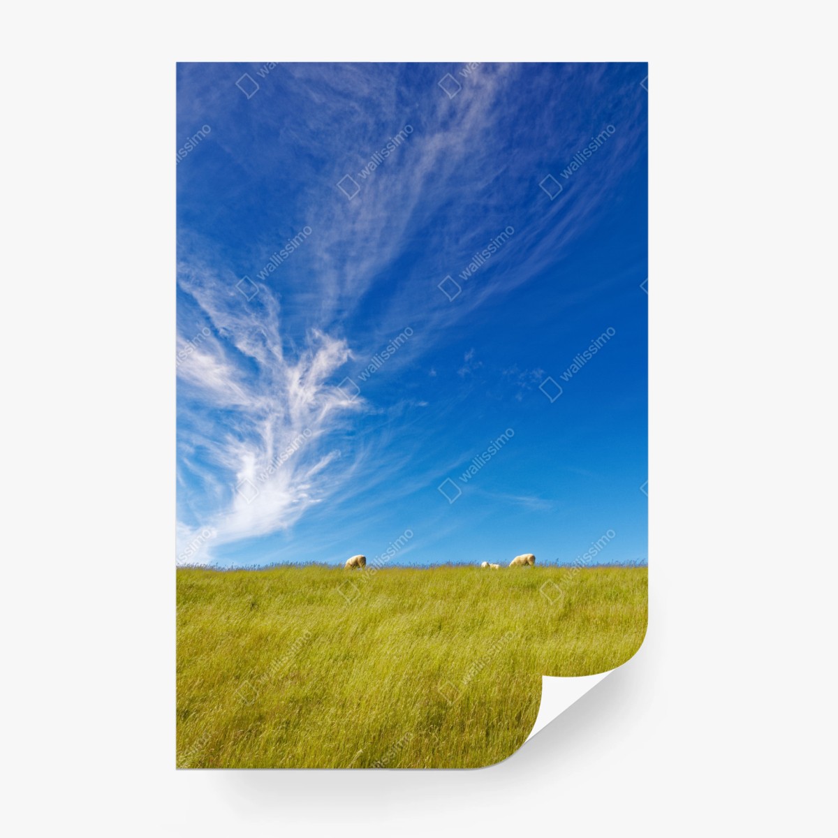 Fototapete ruhige wiese unter blauem himmel – Wallnifity®