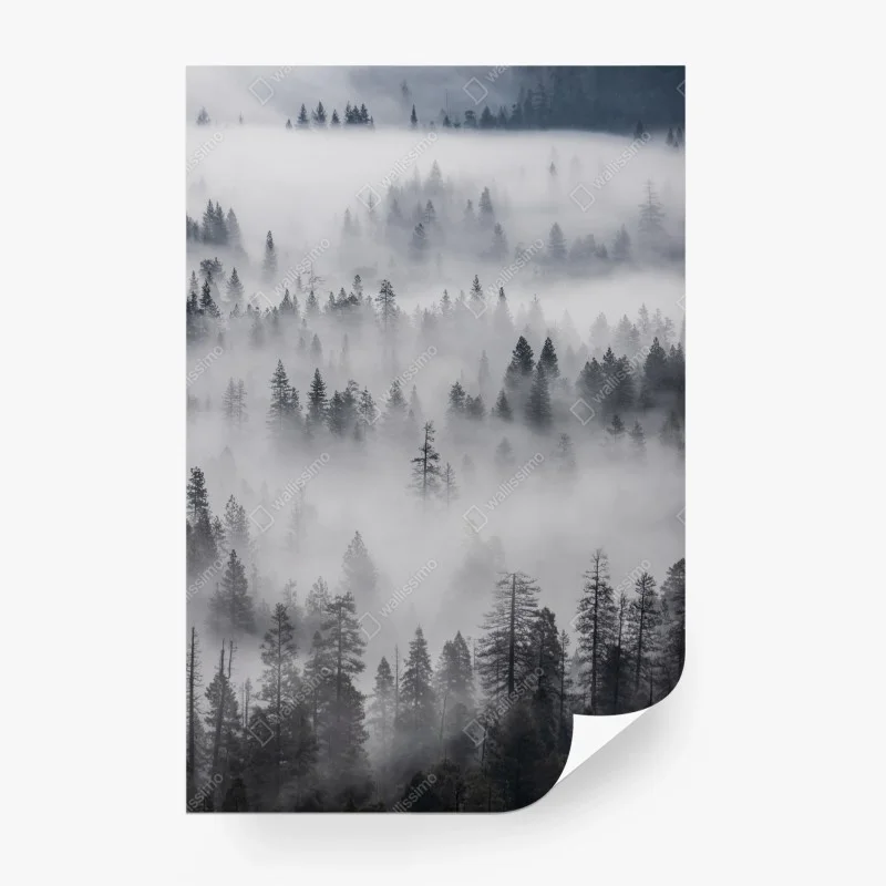 Fototapete nebeliger kiefernwald