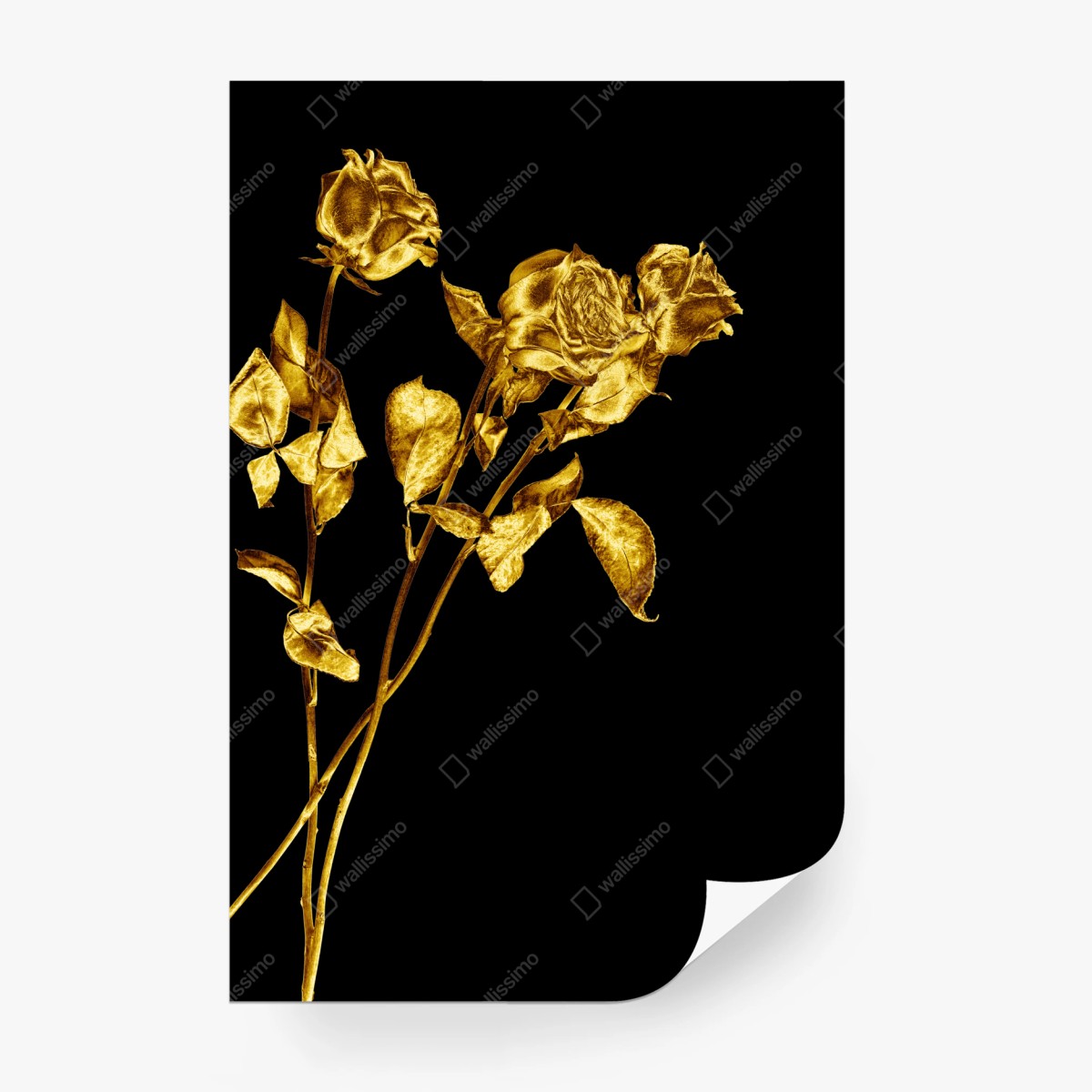 Fototapete goldene rosen vor schwarzem hintergrund – Wallnifity®