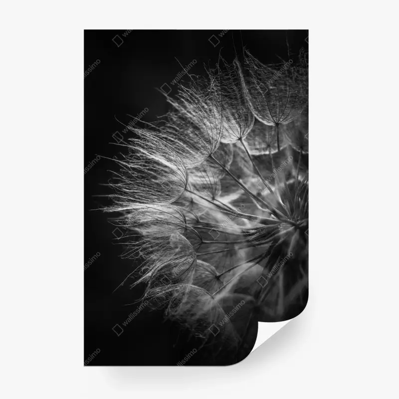 Fototapete zarter löwenzahn in monochrom – Wallnifity®