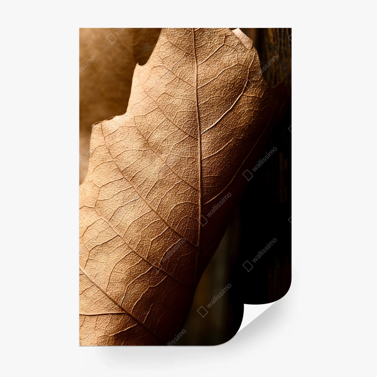 Fototapete strukturiertes trockenes blatt nahaufnahme – Wallnifity®